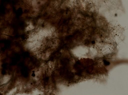 Hymedesmia sp.