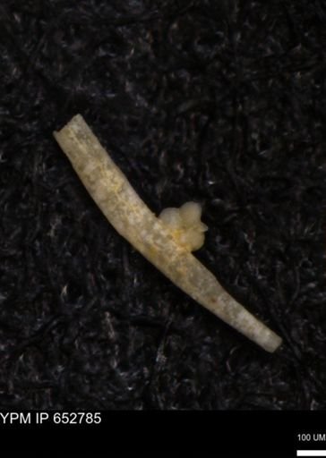 Echinoidea?