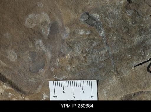 undet. Eurypterida