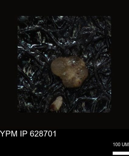 undet. Foraminiferida