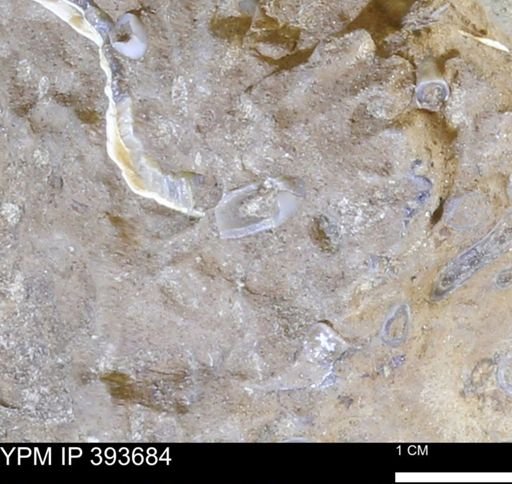 undet. Serpulidae