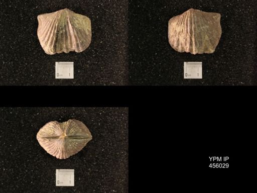 Platystrophia ponderosa var.