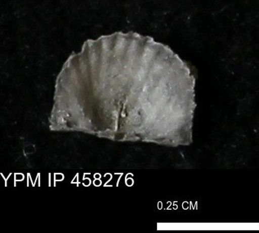 Chonetes mucronatus