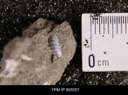 undet. Scaphitidae