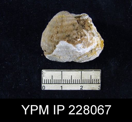 Echinoconchus semipunctatus