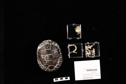 Chrysemys picta bellii