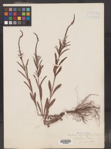 Verbena simplex