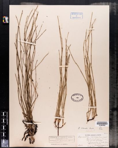 Equisetum