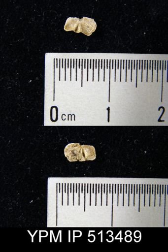 Mesolobus sp.