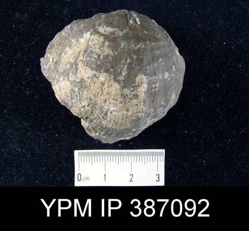 undet. Atrypida