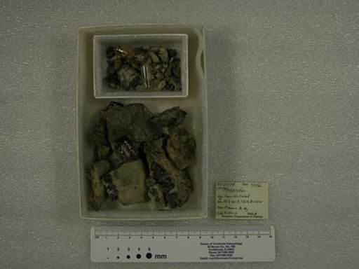 Phenacodus sp.