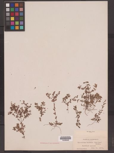 Hypericum boreale