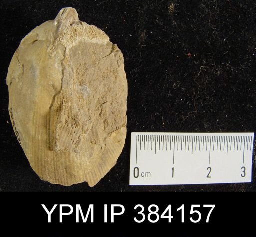 Rensselaeria ovoides