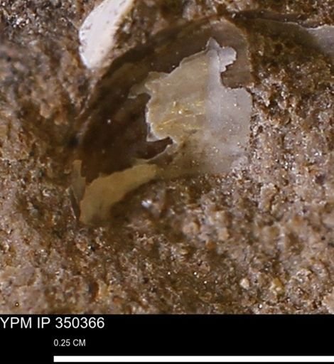 undet. Mollusca