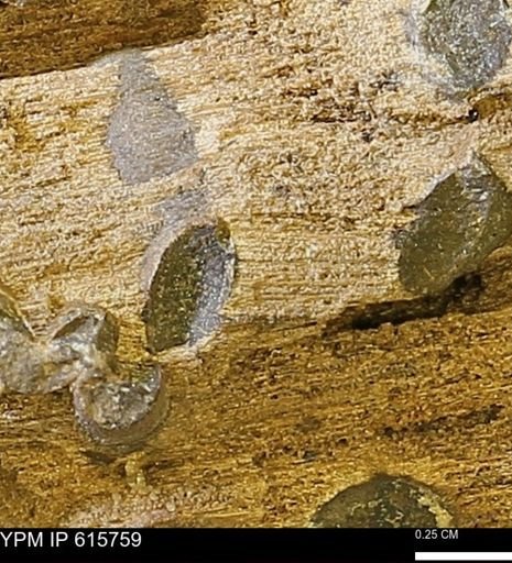 Teredo sp.