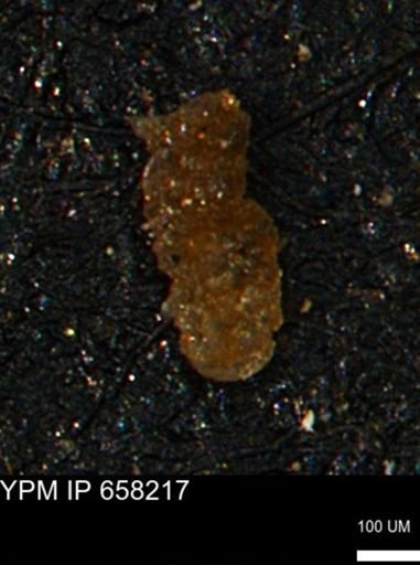 Ammobaculites subcretaceus