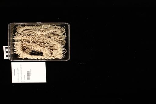 Crotalus basiliscus