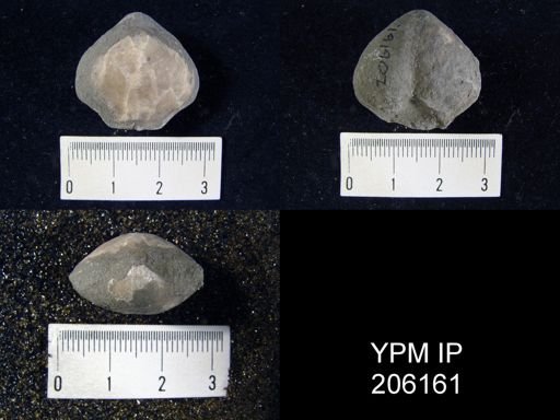 Composita trilobita