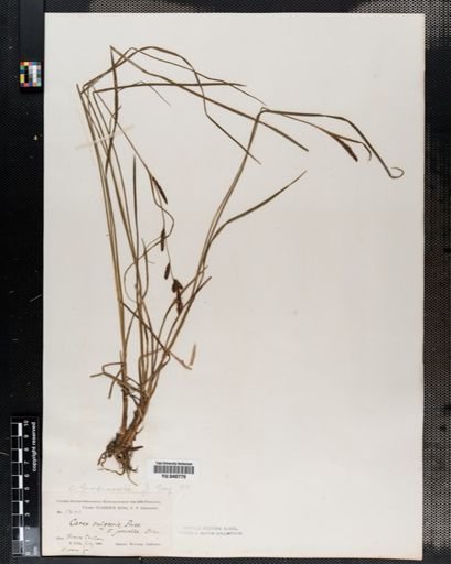 Carex nigra