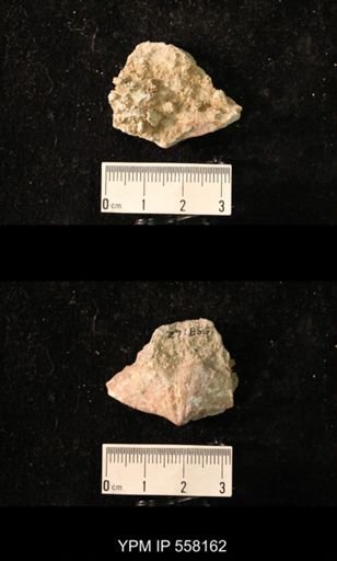 Spirifer cameratus