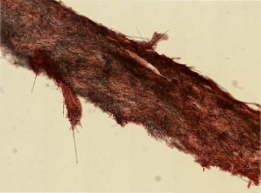 Halichondria genitrix?