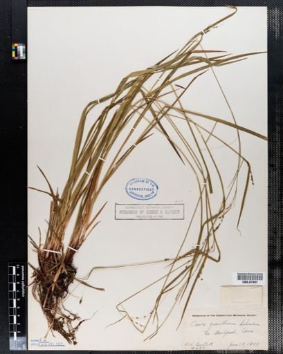 Carex gracillima