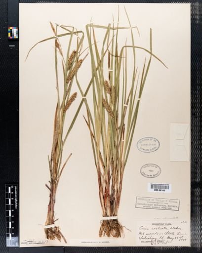 Carex rostrata