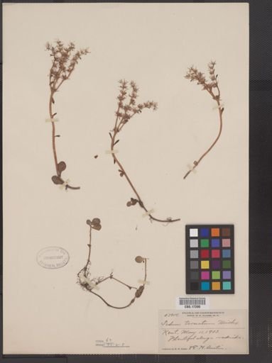 Sedum ternatum