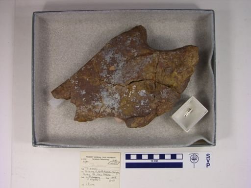 Redondasaurus gregorii