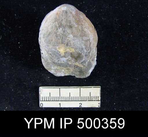 undet. Athyridoidea