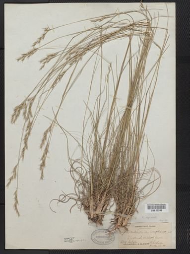 Danthonia spicata