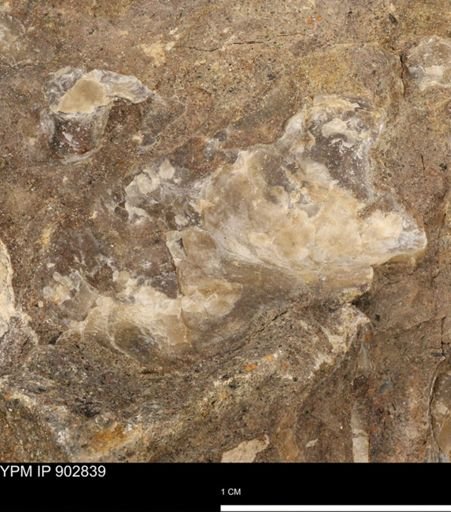 undet. Mollusca