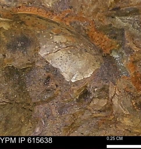 undet. Bivalvia