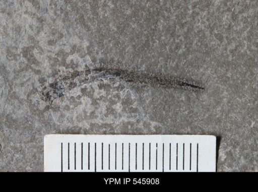 undet. Arthropoda