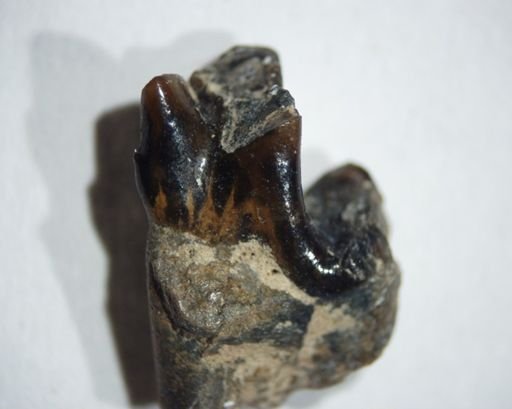 Protictis schaffi