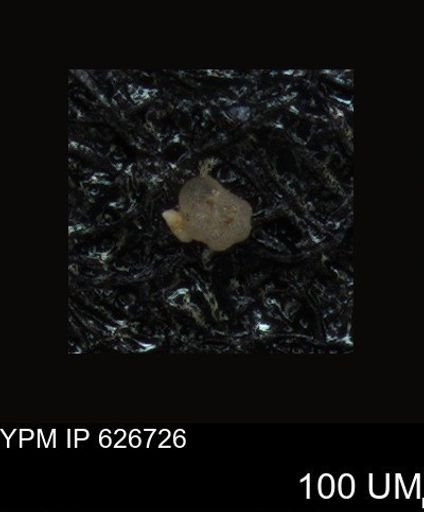 undet. Foraminiferida