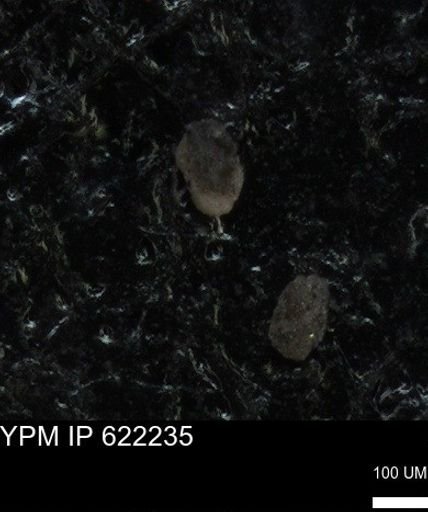 undet. Foraminiferida