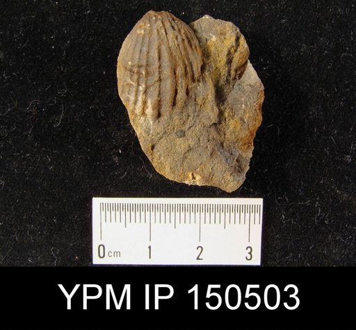 Orthorhynchula sp.