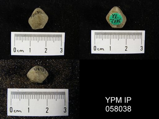 Rhynchospira formosa