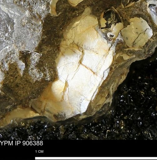 undet. Ammonoidea