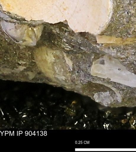 undet. Mollusca