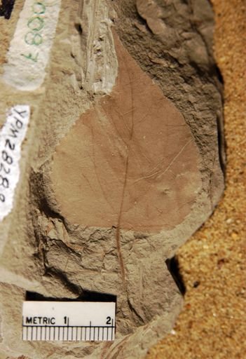 Cercidiphyllum genetrix