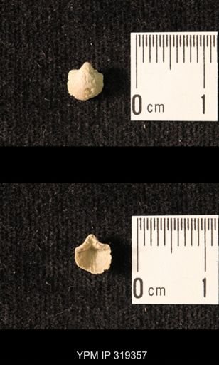 Ambocoelia planoconvexa