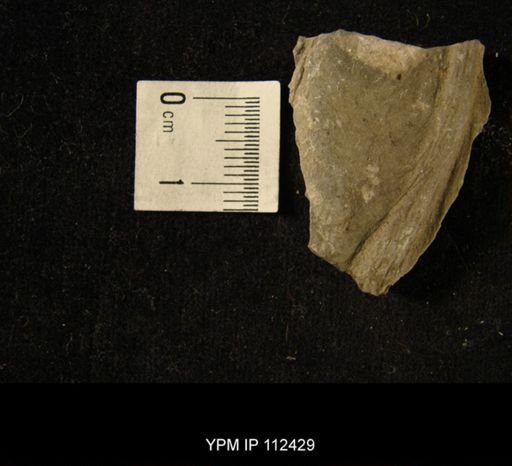 undet. Ichnofossil
