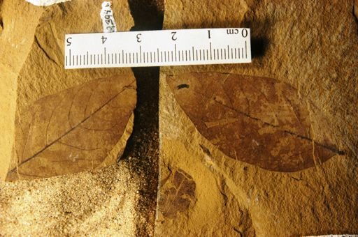 Cladrastis oregonensis
