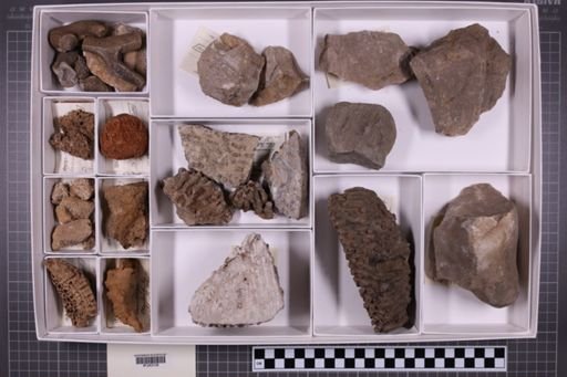 mixed taxa, stratigraphic collection