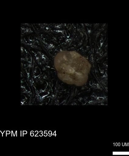 undet. Foraminiferida