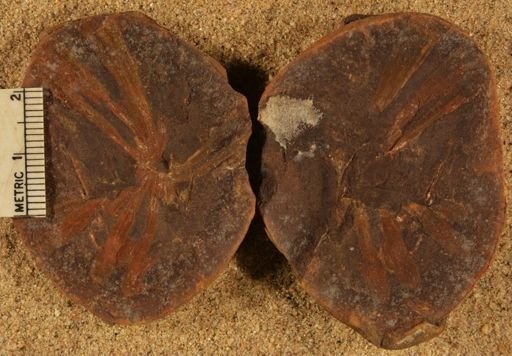 Annularia