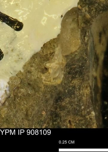 undet. Mollusca