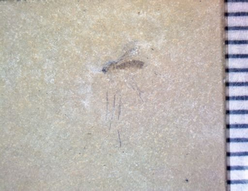 undet. Diptera